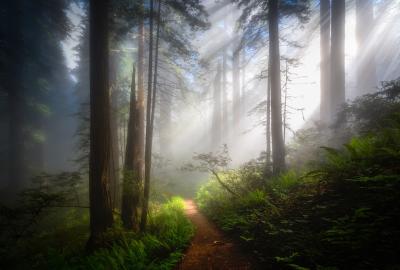 Redoowd National Park, CA