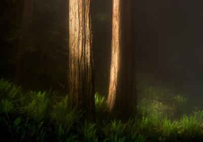 Redoowd National Park, CA